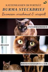 Burma Katze Informationen Uber Die Katzenrasse Burmese Du Suchst Eine Besondere Katzenrasse Die Verspielt Mutig Neugieri Katzen Rassen Katzenrassen Katzen