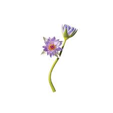 Aug 10, 2021 · the 23 best wedding gift ideas for all types of couples and budgets the 20 best 19th anniversary gifts for a lasting love where to register: A Glossary Of Wedding Flowers By Color