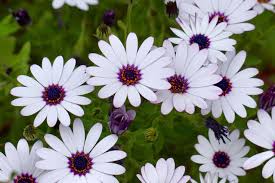 The beautiful flower is available in a wide range of colours like pink, purple, orange, white, black, red and the list goes on. Beautiful White Flowers In The Garden In Spring Season 2281594 Stock Photo At Vecteezy