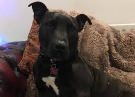 Maybe you would like to learn more about one of these? Dog Chicken Bones Horror Emergency Veterinary Treatment Vets Now