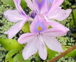 Image result for Pontederia crassipes