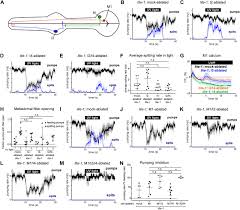 Identify the main muscles of the body, using the accompanying diagram; An Hourglass Circuit Motif Transforms A Motor Program Via Subcellularly Localized Calcium Signaling In Muscle Biorxiv