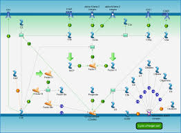 Image result for Complement Pathway