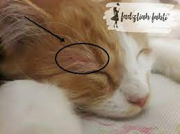 Kebiasaannya menyebabkan bulu gugur di sekitar mata especially kat area kening, bawah mata dan. Fadzliah Fabli Cat Tips Fungus Kucing