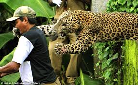 Image result for attack bengala big cat man