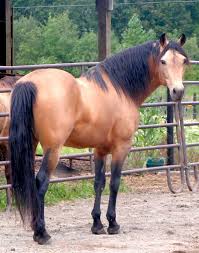 6 yr old smutty buckskin warlander stallion … Golden Buckskin Triple Registered Stallion Horses Beautiful Horses Pretty Horses