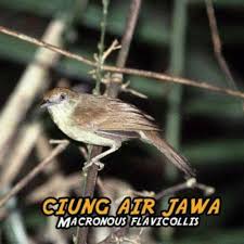 Nah, ada juga jenis burung kicau yang lain, yaitu burung masteran. Burung Cucak Jengot Mini Ciung Air Jawa Shopee Indonesia