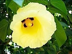 Image result for Thespesia