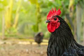 My baby, sweet baby oh itsumo sunao ni dekinai boku wo anata wa yasashiku tsutsunde kureru yuitsu no hito da yo. Australorp Egg Laying Colors Characteristics And More Chickens And More