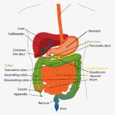 A number of disorders can occur in the biliary system. Novel Mechanism That Protects Pancreas From Digestive Digestive System Diagram Liver Transparent Png 360x360 Free Download On Nicepng