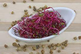 Sprossen und keimlinge sind lecker, sehr gesund und lassen sich ideal in der eigenen küche ziehen. Rote Beete Sprossen