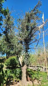 Image result for Afrocarpus usambarensis