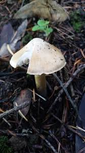 Image result for Pseudopod Ospermum