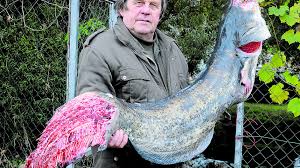 We did not find results for: Fischzucht Vernichtet Rossatzer Klagt Wels Wurde Opfer Eines Fischotters Non At