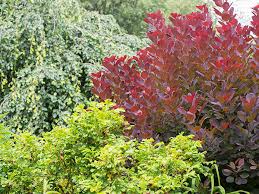 Abundant flowers appear in early spring, blooming in succession through late summer. August Checklist Chicago Botanic Garden