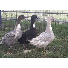 Buy blue swedish ducks and ducklings online from metzer farms â€ we have live blue swedish ducks and baby ducks for sale online. Swedish Blue Duck Min Order Qty 15