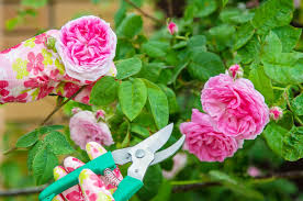How to start a rose garden. How To Start A Rose Garden At Home Kellogg Garden Organics