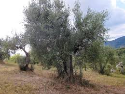 Pruning Olive Trees