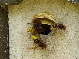 Learn more about hornet stings. Hornets Premier Columbus Bed Bug Exterminators