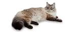 Siberian Cat Breed Profile | Petfinder