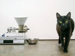 If you want to buy an auto dog feeder, make sure that you buy a quality one. 6 Diy Gadgets That Will Care For Your Pet While You Re Away