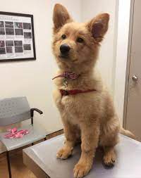 170 likes · 1 talking about this. Fluffy The Golden Retriever And German Shepard Cross Pics Shepherd Puppies Cute Dogs And Puppies Cute Animals