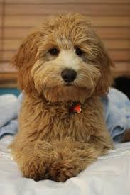 Gesgolden doodle mini coloring pages. Mini Goldendoodle Wallpapers Wallpaper Cave