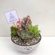 Maybe you would like to learn more about one of these? Succulent Dish Garden Furniture Home Living Gardening Plants Seeds On Carousell