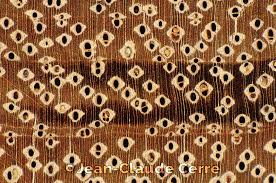 Image result for Gilbertiodendron dewevrei