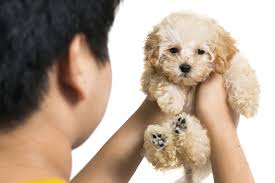 The complete purchase price of the puppy should include a breakdown, listing any deposit or installment payments made in cash, check or credit card, depending on what you have agreed with the buyer. Preparing A Contract For Puppy Buyers American Kennel Club