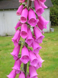 We compiled 62 purple flowers and their care instructions. Honeysuckle Unleashed In Oregon