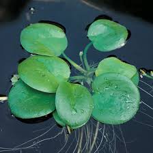 Image result for Limnobium laevigatum