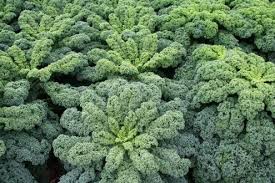 Image result for kadeřávek