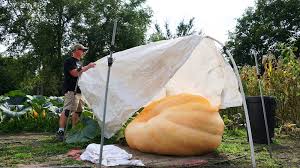Image result for giant pumpkin