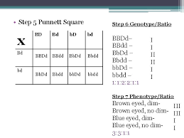 A punnett square is a square diagram used to predict the genotypes of an offspring. Dihybrid Crosses Recall Mendels Laws 1 Principle Of
