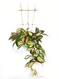 Maybe you would like to learn more about one of these? Plant How To Diy Plant Trellis Stamen Stem