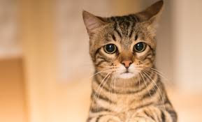 El amor de mi vida eres te amo te quiero yo siempre y en todo momento voy a estar contigo. 62 Frases Bonitas Sobre Gatos Palabras De Amor Para Tu Mascota