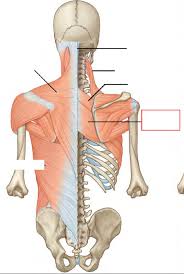 There are around 650 skeletal muscles within the typical human body. Ucsf Anatomy Back Muscles Ankiweb