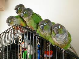 Green Cheeked Conure Facts Habitat Diet Adaptations Pictures