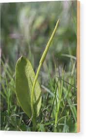 Image result for Ophioglossum vulgatum