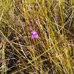 Image result for Genlisea africana