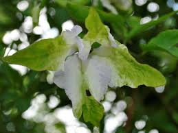 Image result for Lankesteria alba