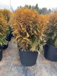 What is a normal planting distance between the leland cypress? Lowe S Nursery Golden Globe Arborvitae 20 Bright Facebook