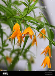 Image result for Littonia modesta