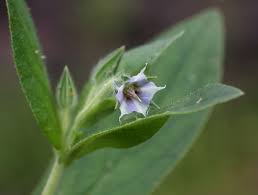 Image result for Trichodesma zeylanicum