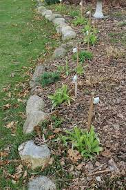 Does irish spring soap keep deer out of your garden. Repelling Deer Using Irish Spring Soap A Test Hometalk