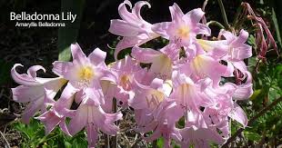 Pink flowers that grow from bulbs. Amaryllis Belladonna Lily How To Care For The Naked Ladies Flower