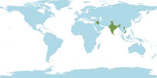 Image result for Bergia capensis