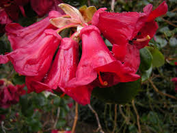 Image result for Rourea thomsonii