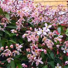 The clematis is excellent for creating a barrier that no one can see through. Clematis Armandii Apple Blossom Scented Evergreen Spring Flowering Clematis Garden Plants